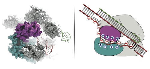 Cas9 Image